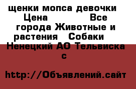 щенки мопса девочки › Цена ­ 25 000 - Все города Животные и растения » Собаки   . Ненецкий АО,Тельвиска с.